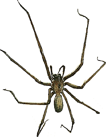 spider