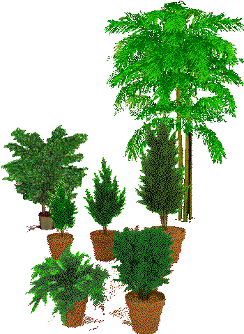 plants